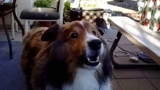 Sheltie Named Kitty and a Cornbread Treat!