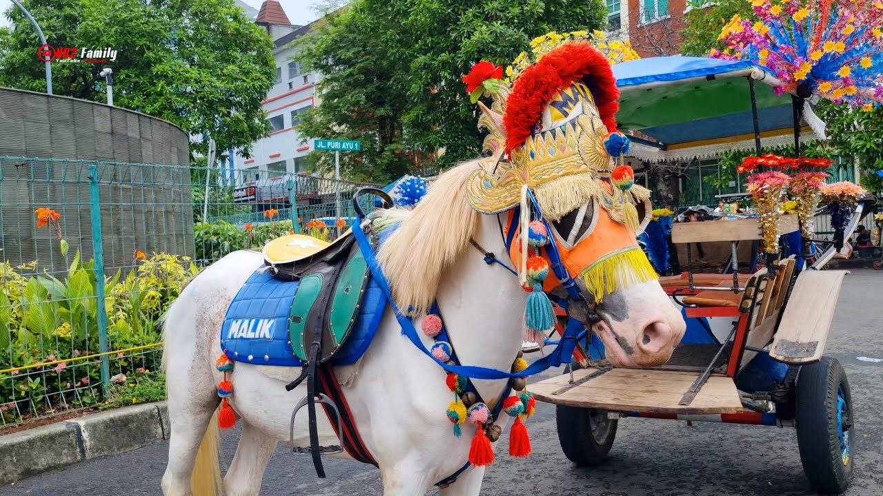 NAIK KUDA ~ KUDA DELMAN ~ NAIK DELMAN ISTIMEWA ~ LAGU DUA MATA SAYA ~ AKU SAYANG IBU SAYANG SEMUANYA