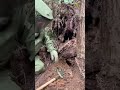 深山密林金环虎头蜂发现了不要靠近 #户外 #三农 #金环虎头蜂 #农村生活 #非专业人士请勿模仿