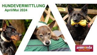 Hundevermittlung - April/Mai 2024 (Tierheim Hannover TV)