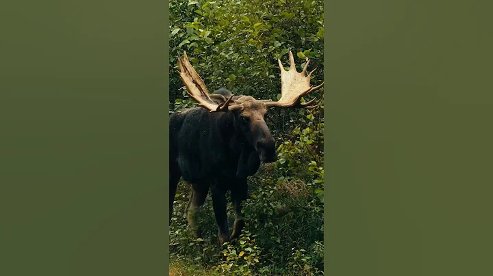 56” Bull Moose at 12 yards with a bow! Watch at the link above ☝️