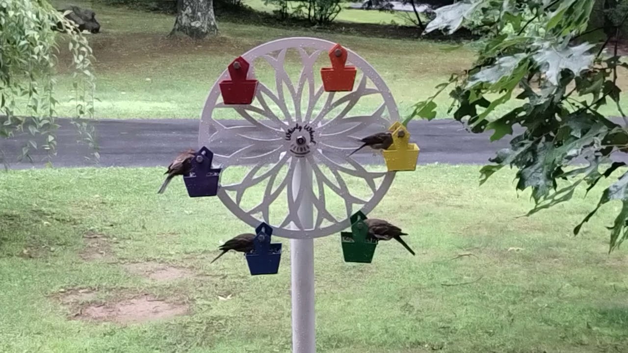 Watch the Birds Spin while they Feed on the Whirly Wheel Bird Feeder. Birds Love It! 