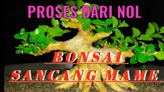 Inspirasi Bonsai mini bonsai Sancang Imut mulai dari NOL