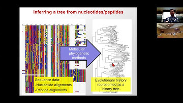 MIT CompBio Lecture 19 - Phylogenetics