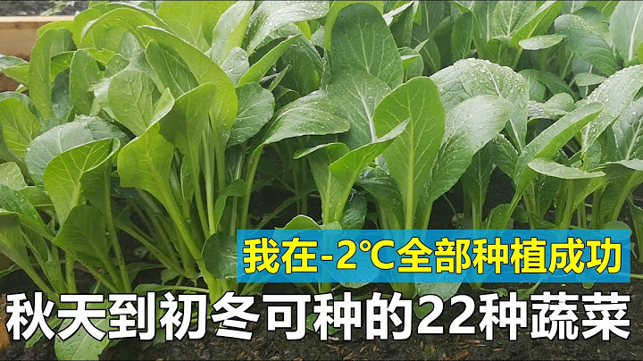 22種可在秋天到初冬種植的蔬菜 22 kinds of cold hardy vegetables that can be grown from fall to early winter - 天天要聞