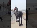 The Majestic Black Beauty: Stunning Friesian Stallion Showcase 🐎