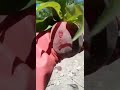 حنين الروح 2 