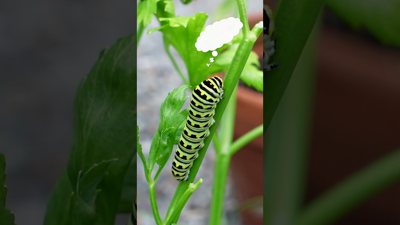 Bumble Bees, Caterpillar, insect, summer garden. 