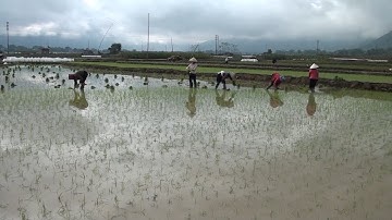 Nông dân Yến Bái hoàn thành gieo cấy gần 20 nghìn héc ta lúa đông xuân
