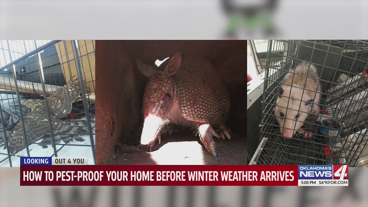 How to pest-proof your home before winter weather arrives