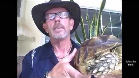 Pyramiding in Tortoise Shells