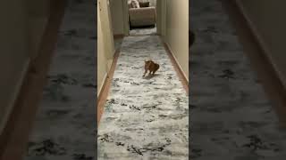 Bakın Burda Ne Gördüm Bacım Doberman Gel Bili Bil Bil Bili-Bili...