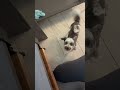 Duke Dog Harasses Me to Do His Bidding in Thunderdome (My Office) #short #shorts #dog