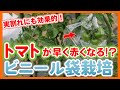 家庭菜園や農園のトマト栽培でトマトが早く赤くなる!?実割れにも効果的なビニール袋を使ったトマトの育て方!【農家直伝】Tips for making tomatoes red.