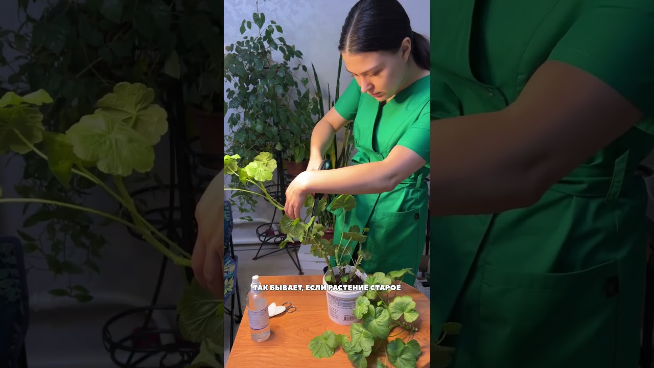 КАК ЗАСТАВИТЬ ГЕРАНЬ РАСТИ ПЫШНО 💚 Артикул Wb (фитолампа): 