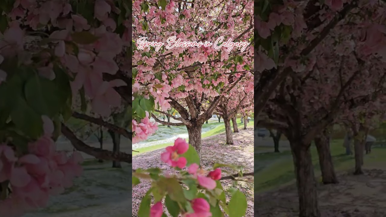 Calgary Cherry Blossoms 🌸    