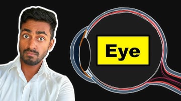 Vision: Structure of the eye - Explained!