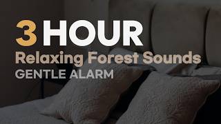 3 Hour Timer – Relaxing Forest Sounds (No Alarm)