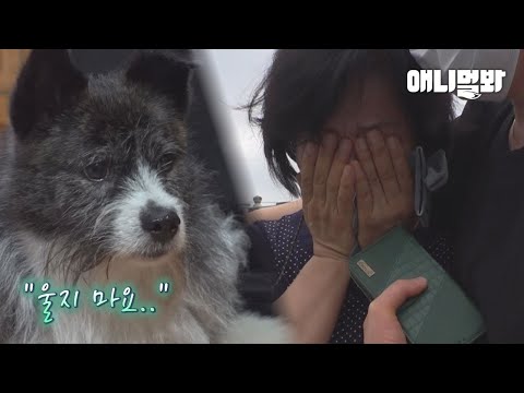 매일 밤만 되면 헤어져야 하는 강아지 ㅣ Every Night, Woman Has To <strong>Say</strong> Goodbye To Her <strong>Dog</strong>