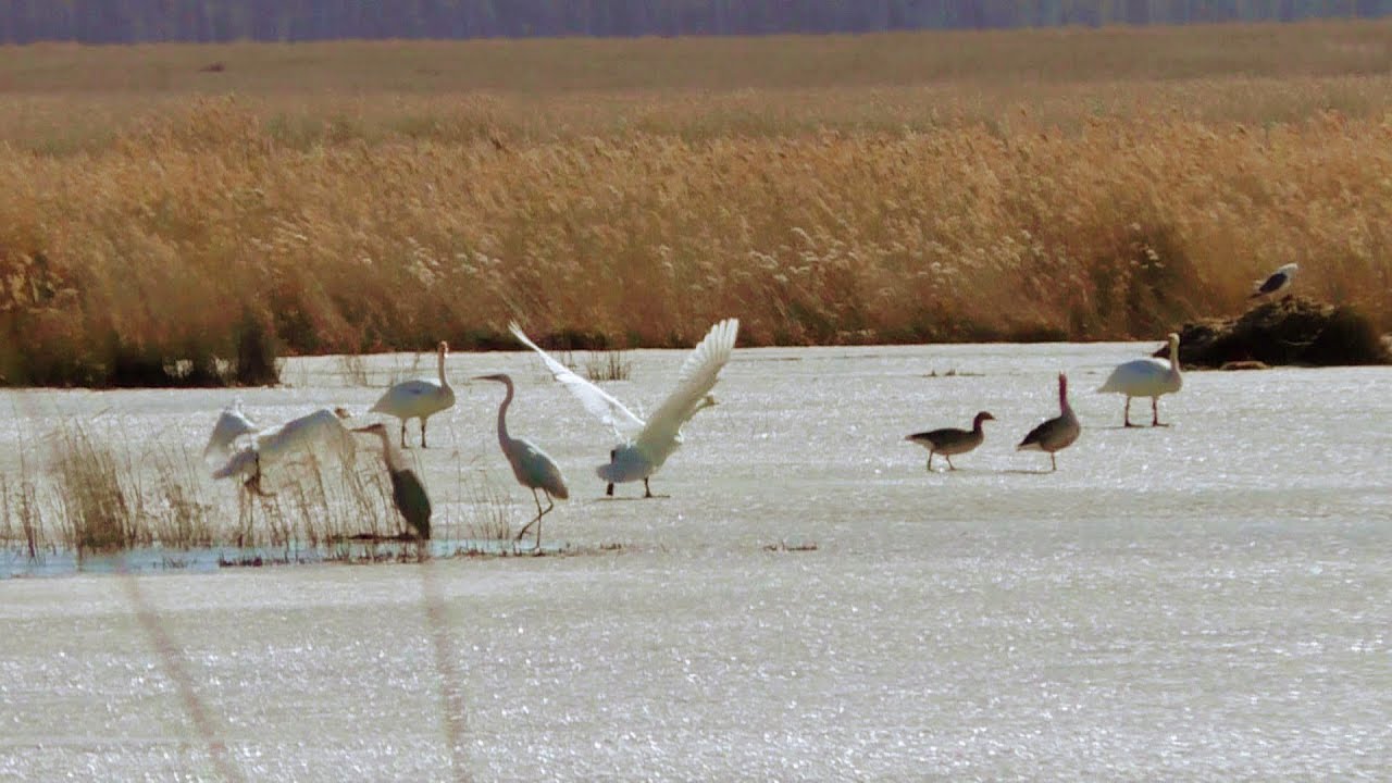 Сибирь просыпается от зимнего сна. Техасская оснастка для утиных чучел. Махокрыл кряквы.
