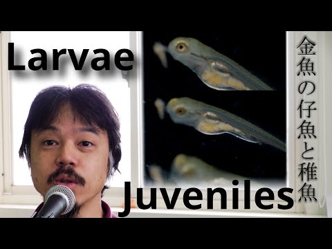 Video: Kuinka paramecium kasvaa?