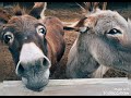 Donkey Sound - صوت الحمار