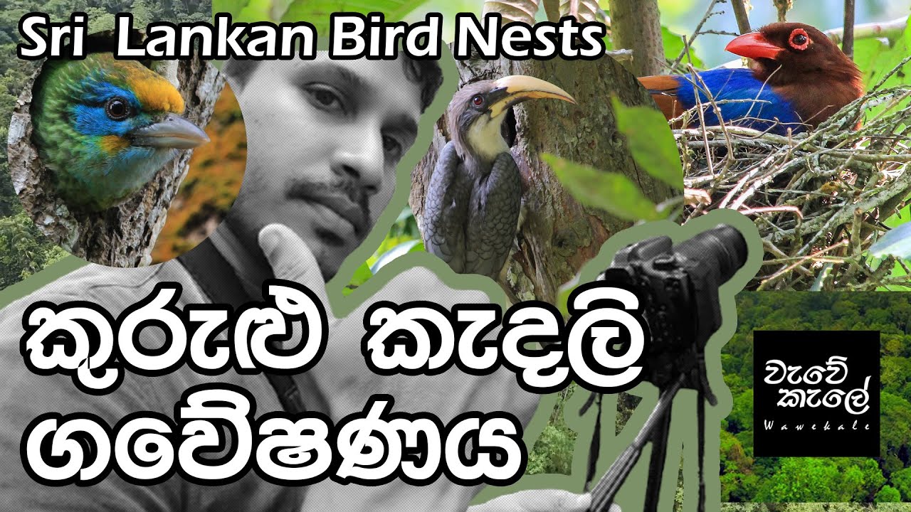 කුරුළු කැදලි ගවේෂණය | Sri Lankan Bird Nests | Wildlife Documentary 🐦🐥 