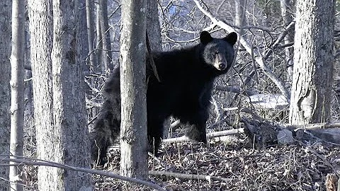 West Virginia buck hits the ground! 3 Bears Show Up!