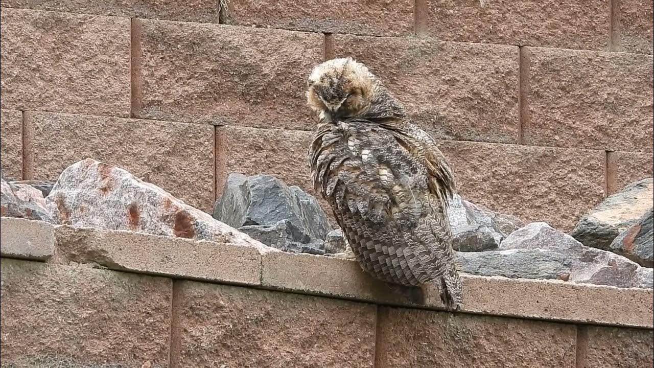 Owl Food Begging and Preening YouTube