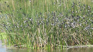 Tree Swallow Migration