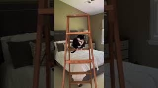 Suspenseful Tuxedo cat climbing a ladder.    Best cat video