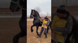 Best wild horses Mare revolutionizing young foals future stallions Horses 292