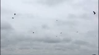 You have heard of doves in Argentina well pigeons in Paraguay is hands down better sport.
