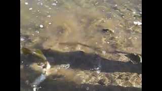Trout Fishing on Yellow River on Thanksgiving