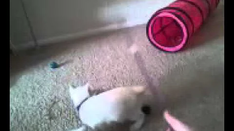 Watch the video about My 11-1/2 week old Platinum Mink Tonkinese Kittens