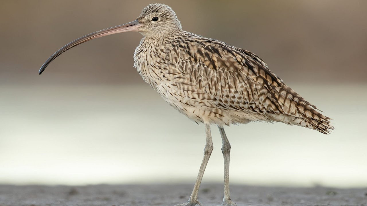 10 Wild Animals in Fiji