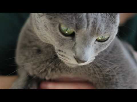 Russian Blue Cat "Luna"