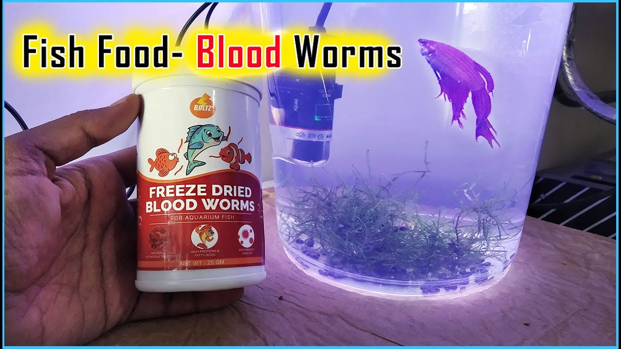 boltz-freeze-dried-blood-worms-fish-food-youtube