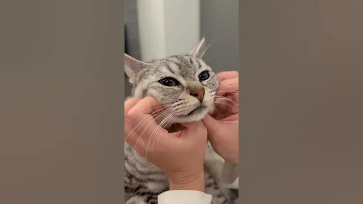 Watch the video about Humans who love cats as a daily routine...♪ #shorts #cat