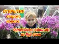 #орхидея #фуд #сити #орхидеи
УРА Орхидейный павильон на Фуд Сити не закрыли 
28 августа 2019 г.