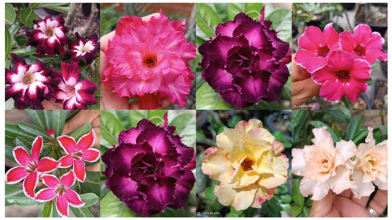 Rosa do Deserto mirabilis 2, Black love, Orion Nebula, Estrelinha e muito mais 🌺🥰🤗🌺🥰