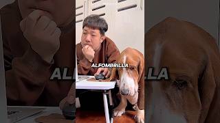 No te fijes en las orejas de este perro...