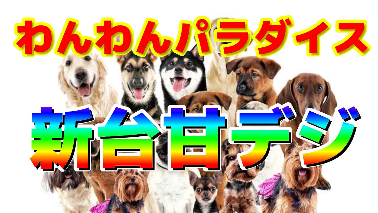 パチンコ新台 海物語 いや 犬物語 わんわんパラダイス新台 Youtube
