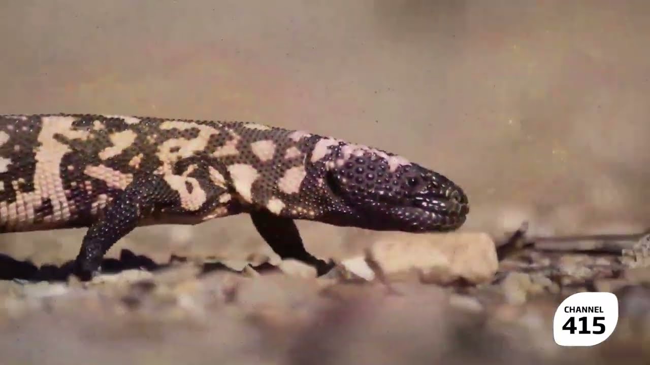 Wild Venom - ZUKU