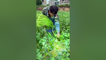 Harvest water spinach in the field #shorts #Satisfying