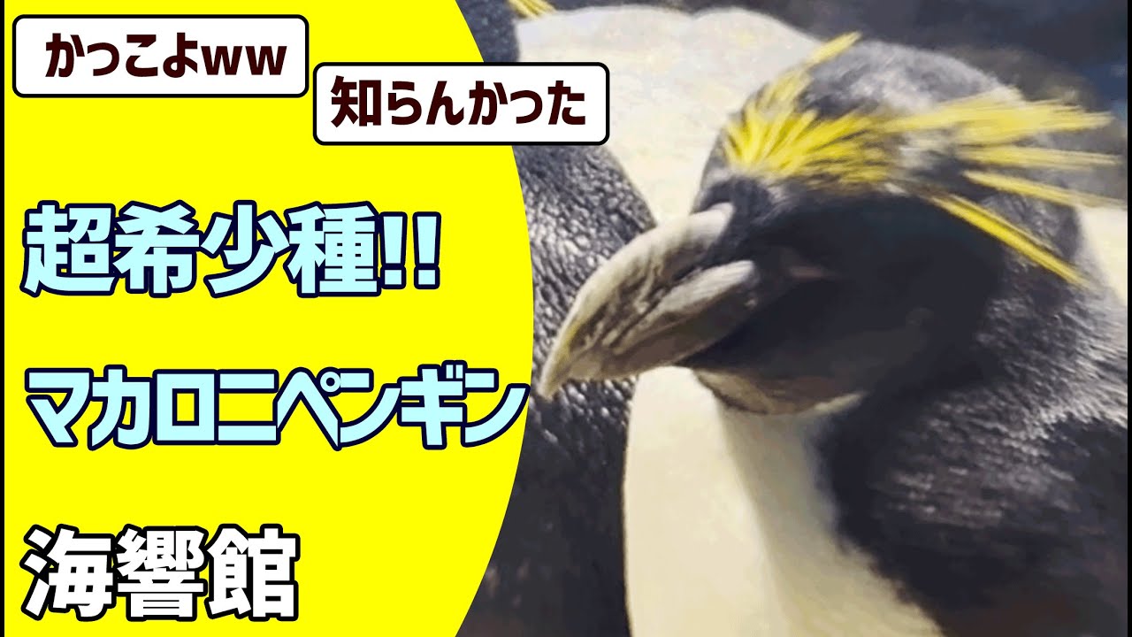 ♡】?超希少種！?マカロニペンギンって知ってますか？?海響館 