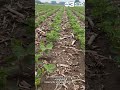 Iowa State Senate passes the Iowa Farm Act