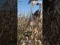 Iowa State Senate passes the Iowa Farm Act