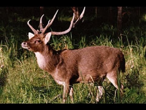 Big Buck World-Rusa Deer Adventure - YouTube - 480 x 360 jpeg 39kB