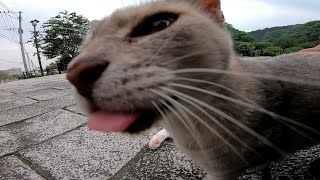 公園に行ったら入口で野良猫が出迎えてくれた